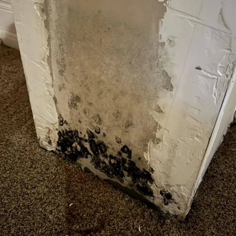 Professional Mold Removal in Bisbee, AZ